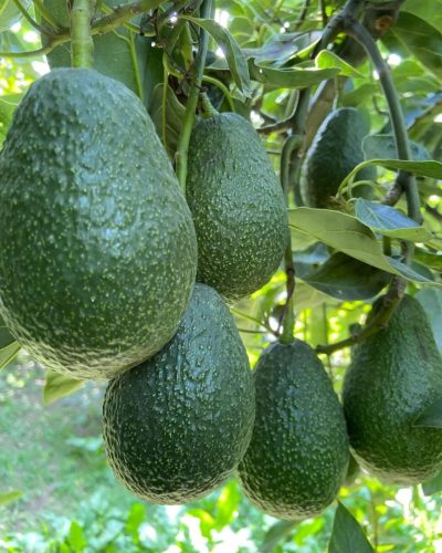 Shamude Produce Gallery