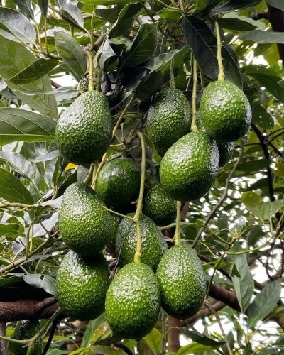 Shamude Produce Gallery