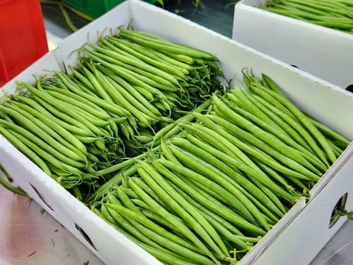 Shamude Produce Gallery